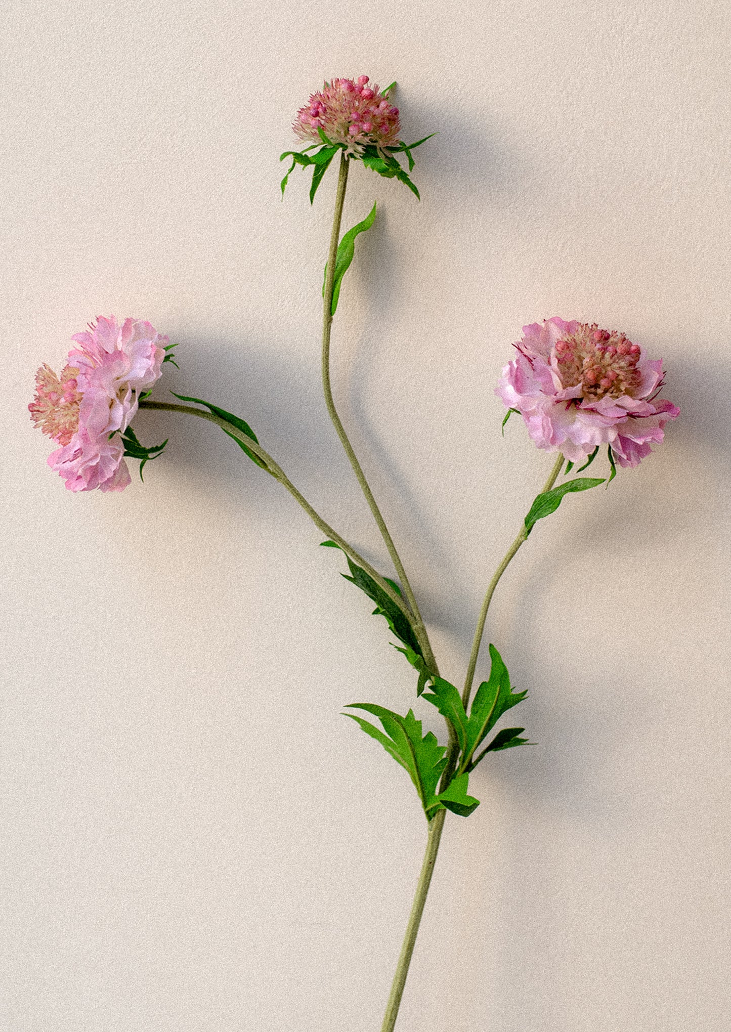 A faux flower stem of pink scabiosa flower.