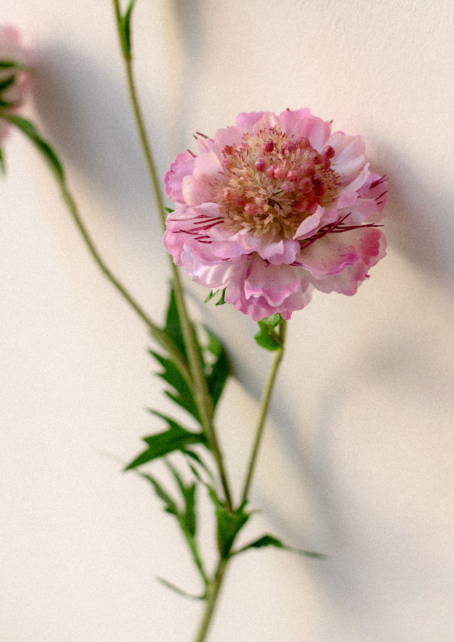 A faux flower stem of pink scabiosa flower.