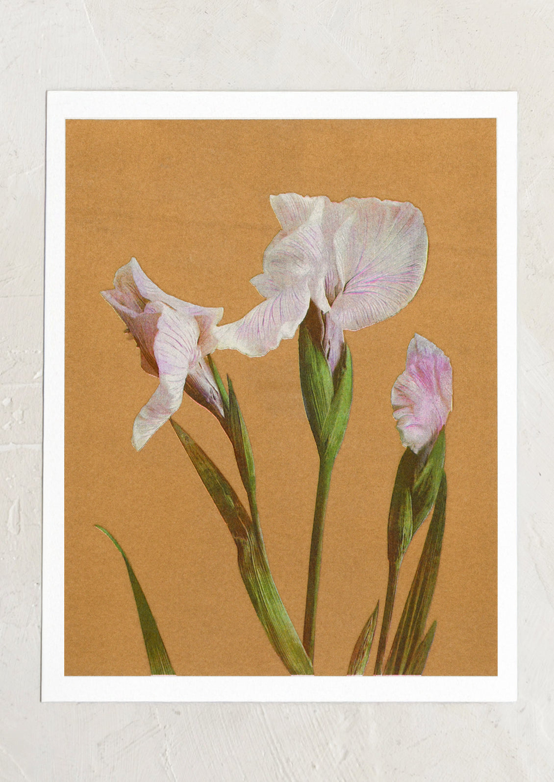 A risograph print of iris flower on tan background.