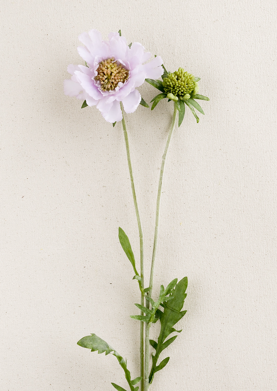 A faux scabiosa flower in pale mauve.