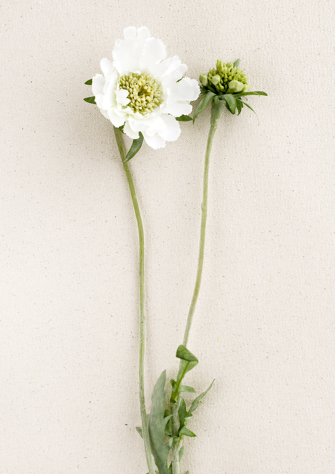 A faux scabiosa flower in white.