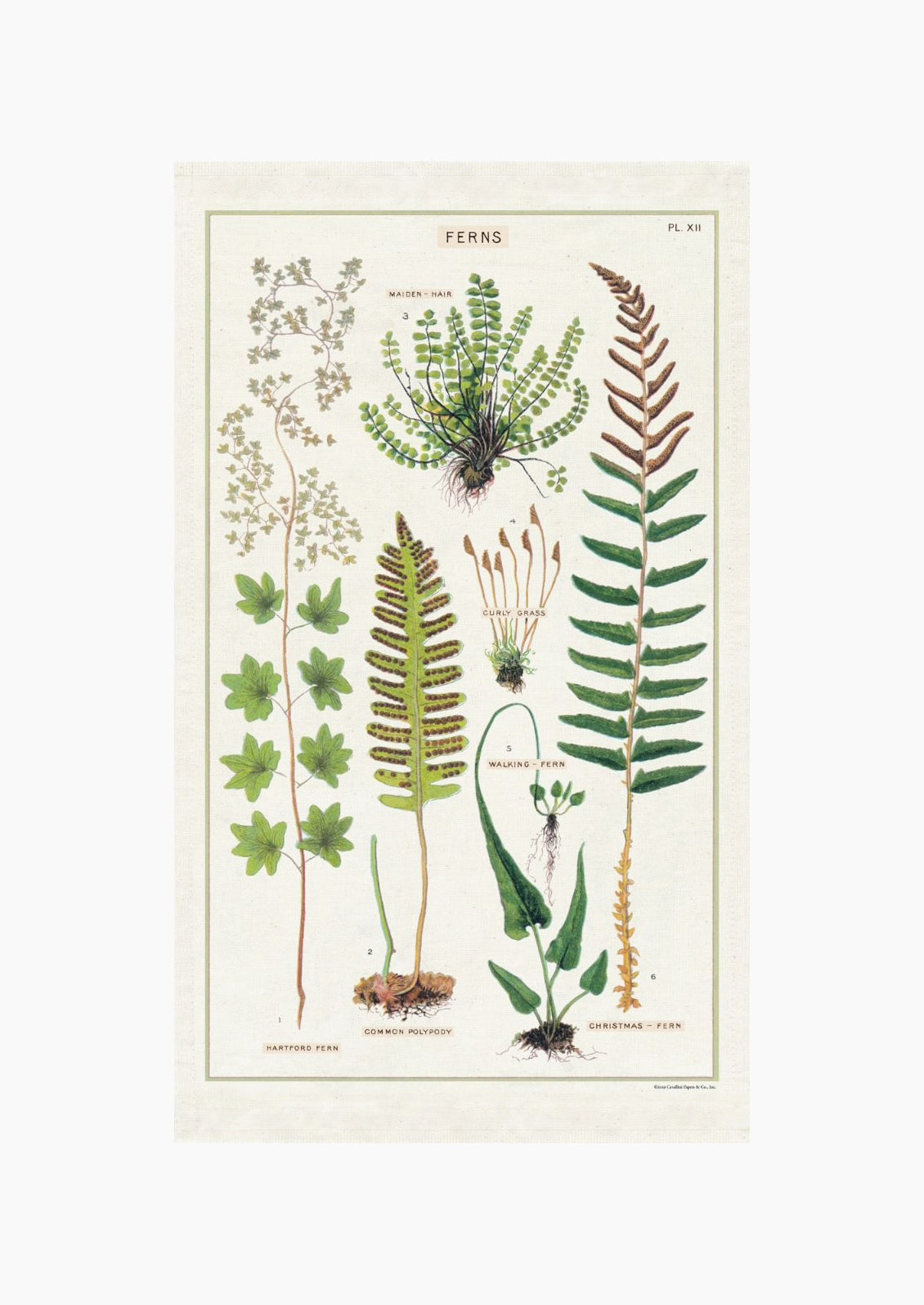 A cotton tea towel with botanical fern species printed in color.