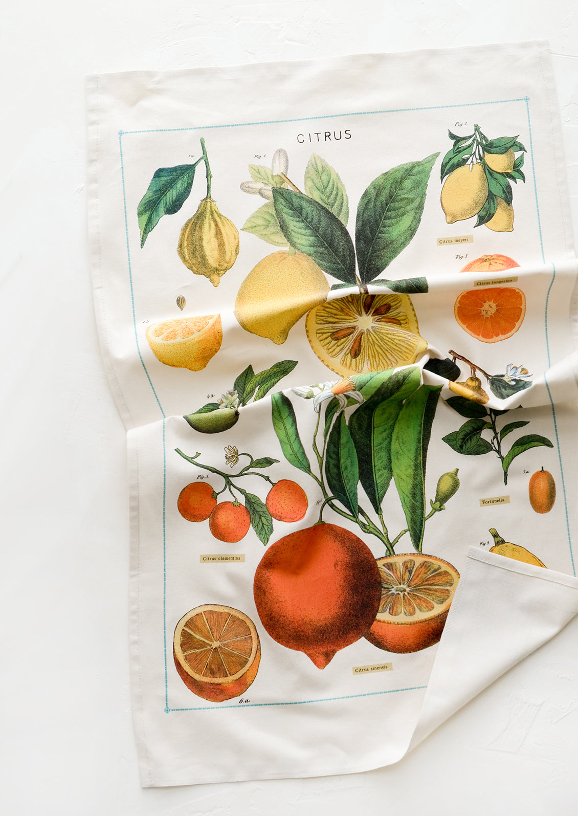 A cotton tea towel with citrus species print in color.