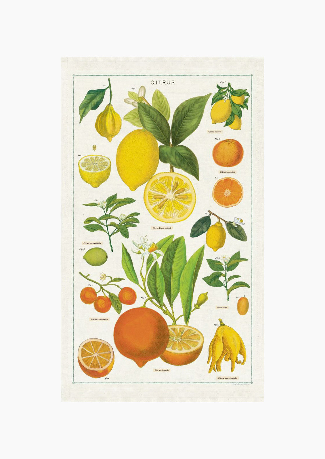 A cotton tea towel with citrus species print in color.