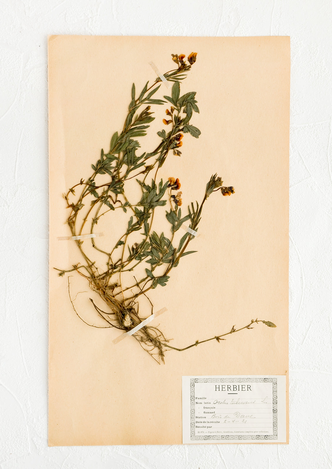 One hundred year old dried floral specimen (tuberose) on paper, used as artwork