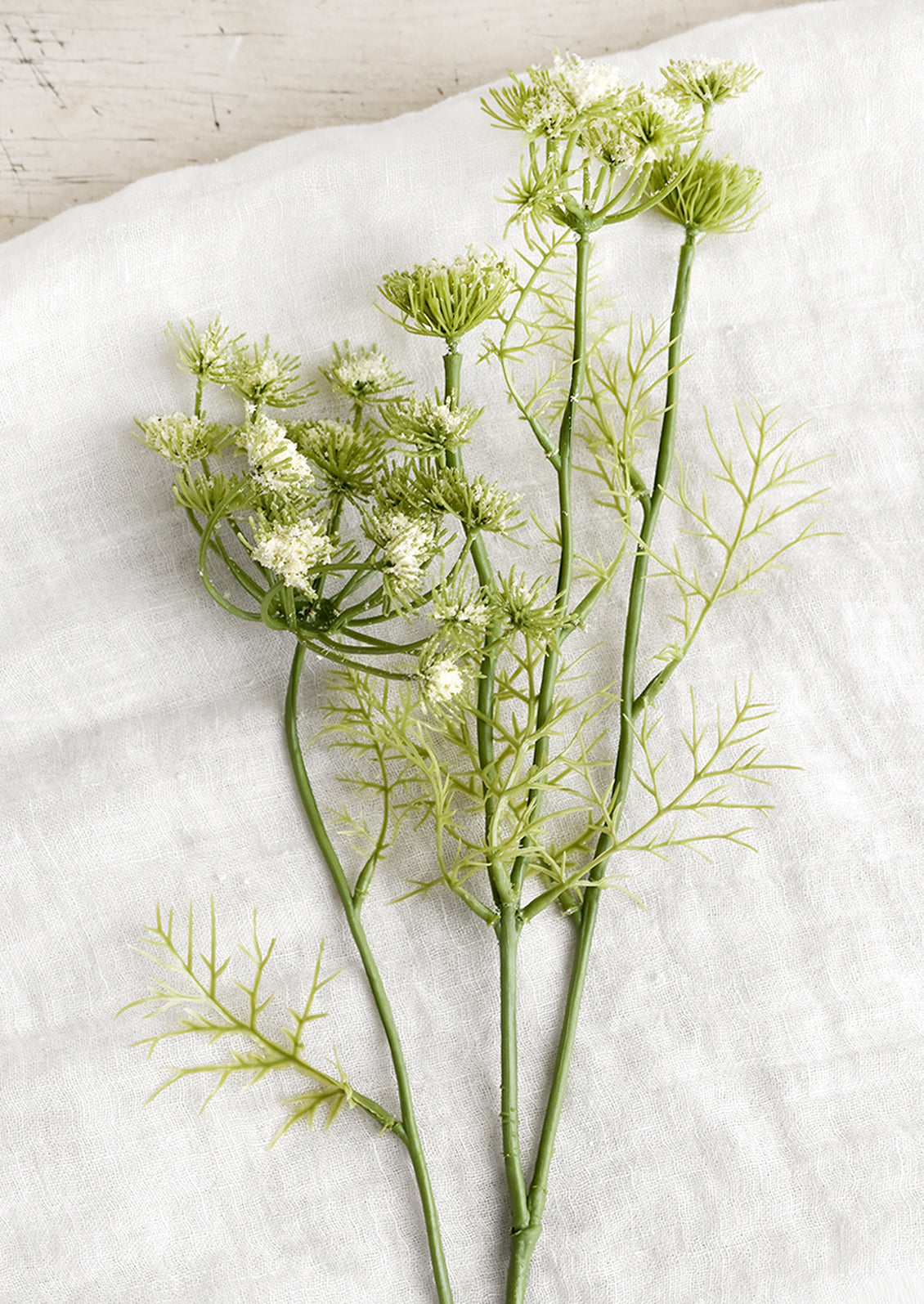 White Queen Anne's Lace Stem