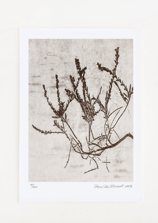 A botanical art print of heather plant in brown.