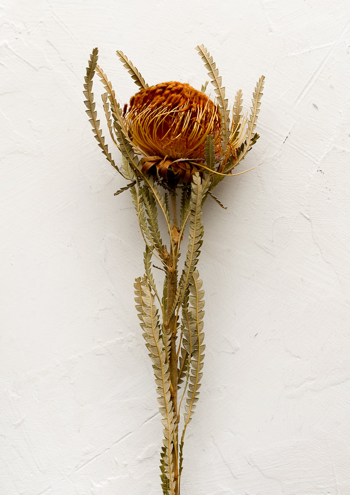 A mini protea stem in rust color.