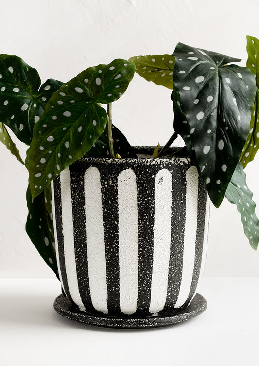 A black and white striped planter with plant.